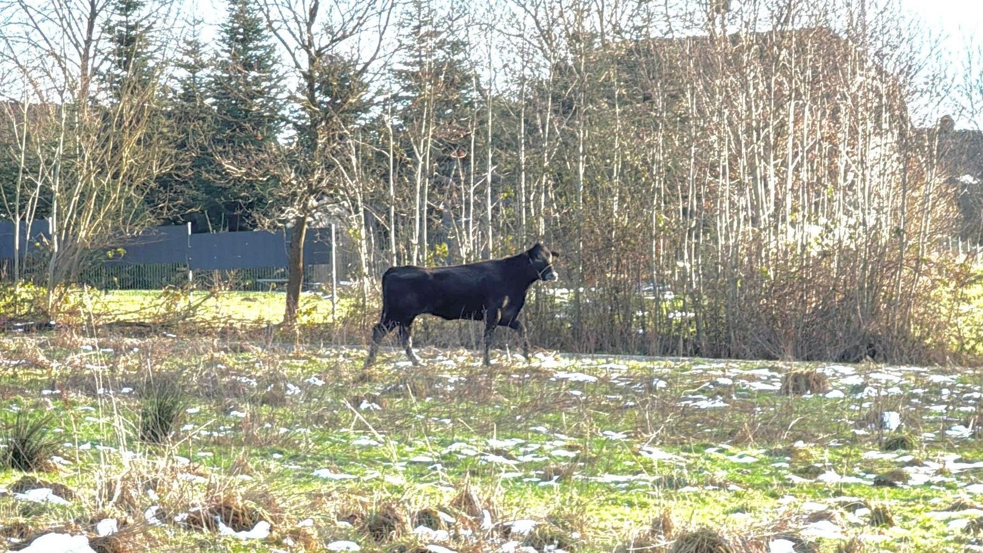 Erneute Flucht von Kuh Hilde