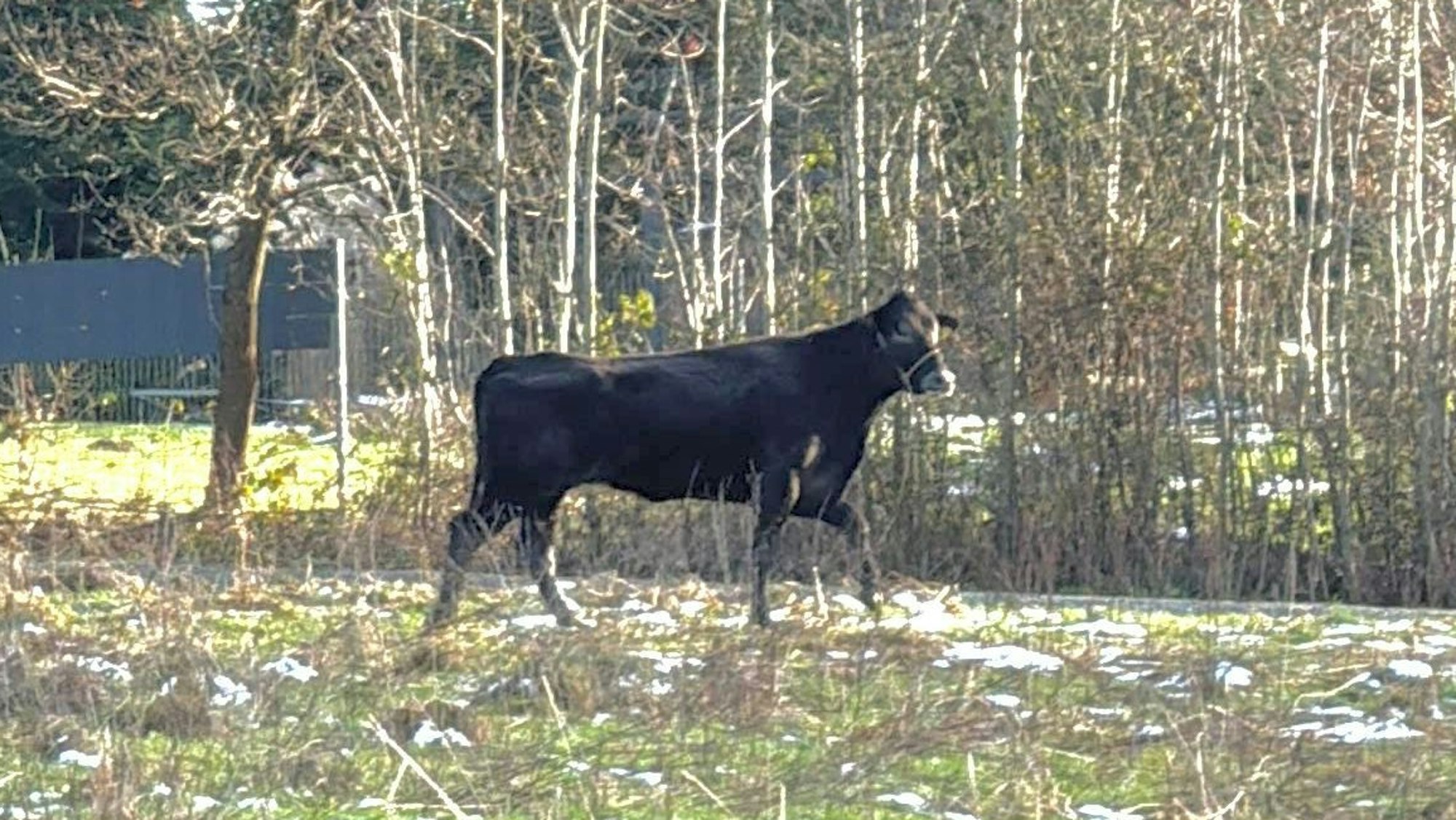 Die Wilde Hilde floh auch vom Tierschutzhof in Lohmar in den Wald.