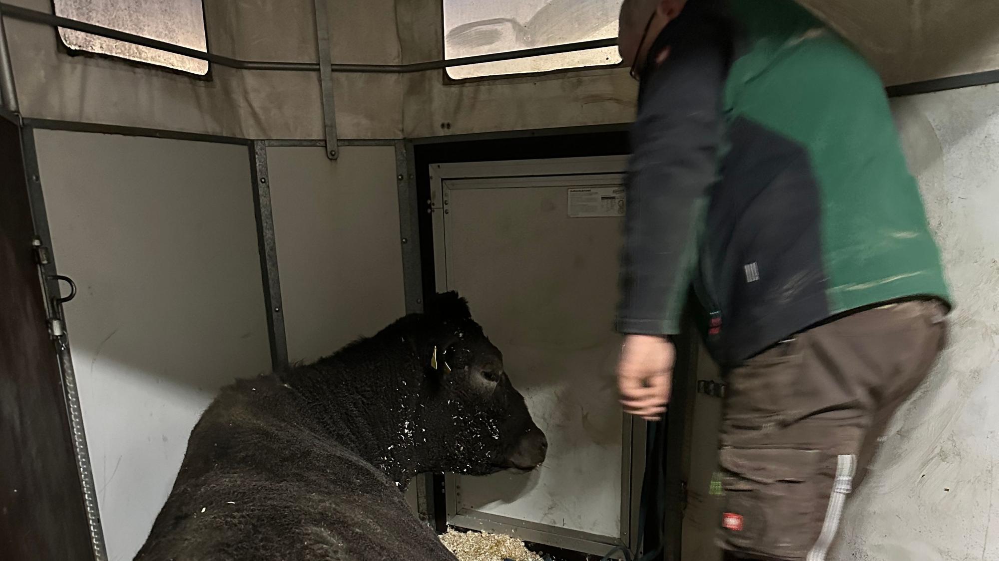 In einem Pferdehänger wurde Hilde wieder nach Lohmar zur Tara-Tierhilfe gebracht.