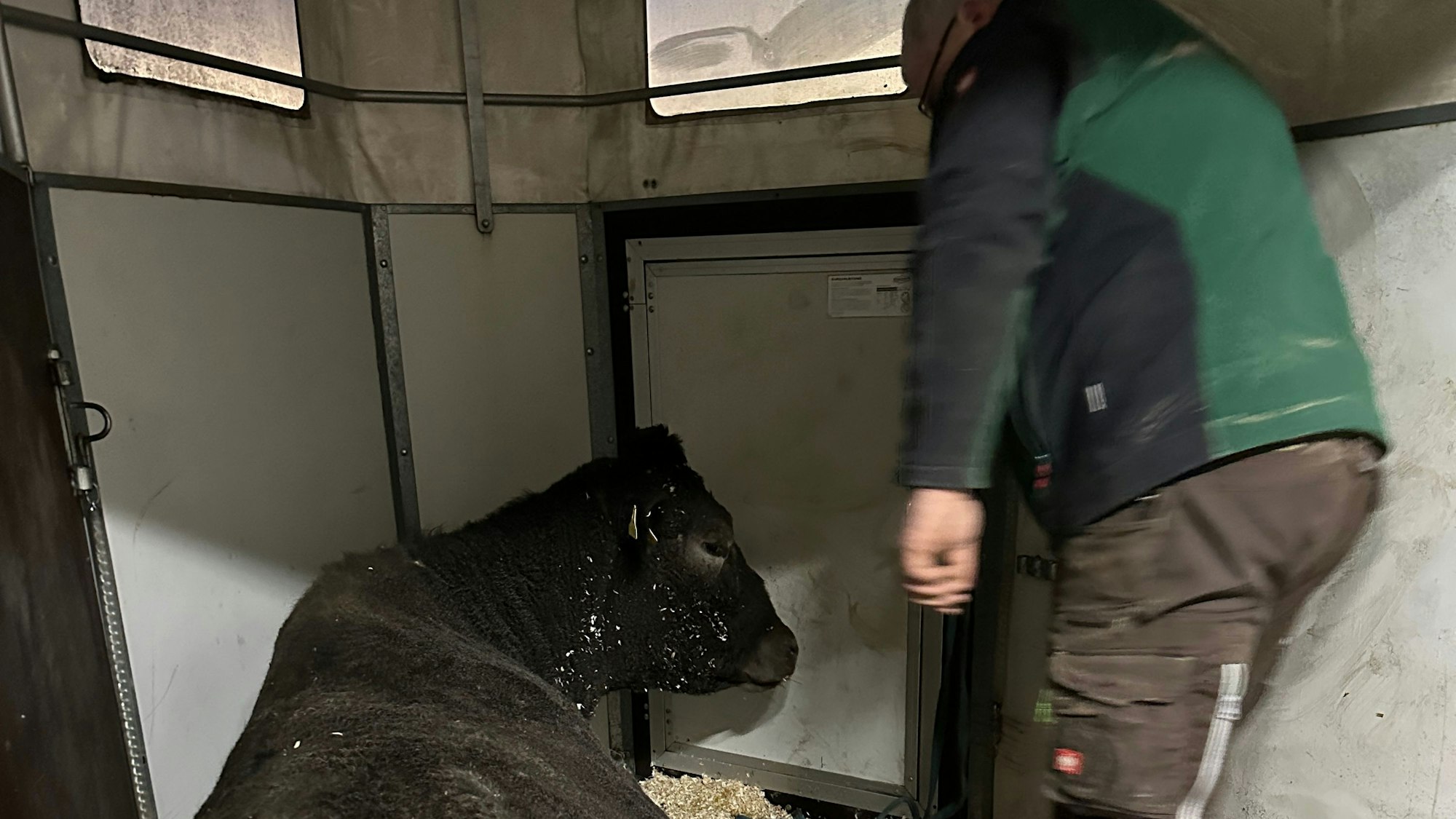 In einem Pferdehänger wurde Hilde wieder nach Lohmar zur Tara-Tierhilfe gebracht.