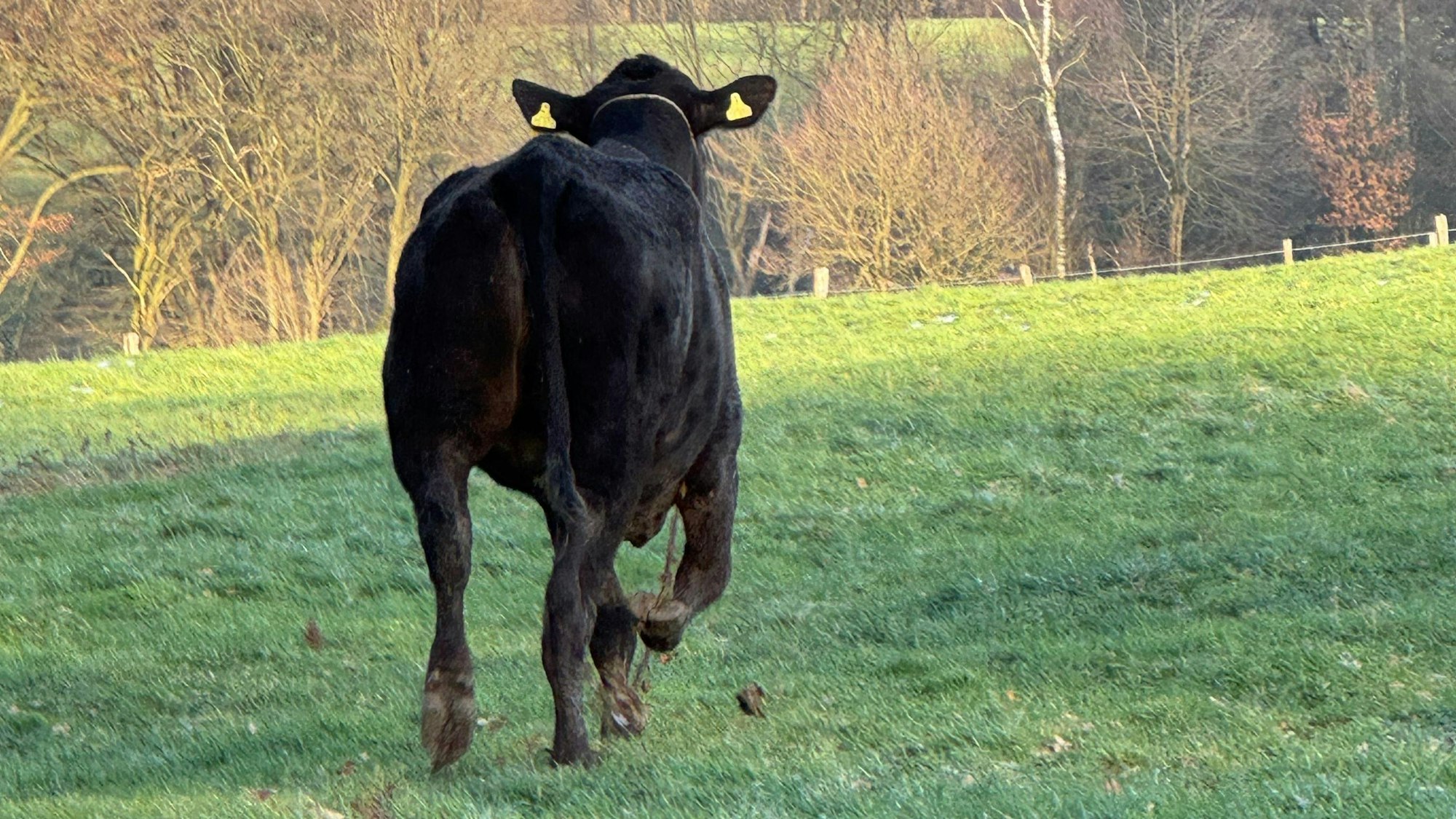 Die wilde Flucht der Kuh Hilde aus Nümbrecht endet nach sechs Wochen im Wald bei Much-Herfterath.