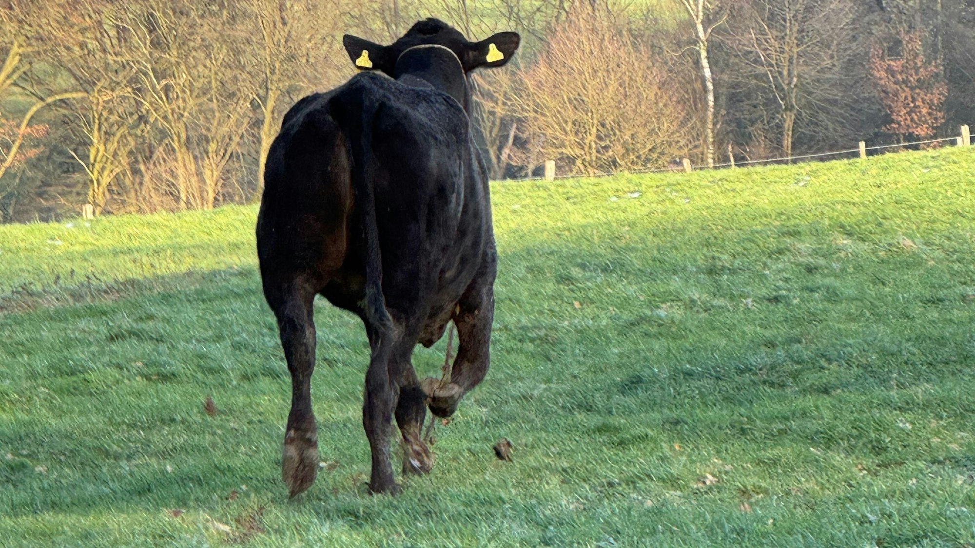 Auf einer abschüssigen Wiese wurde die Kuh Hilde mit einem Narkosegewehr betäubt.