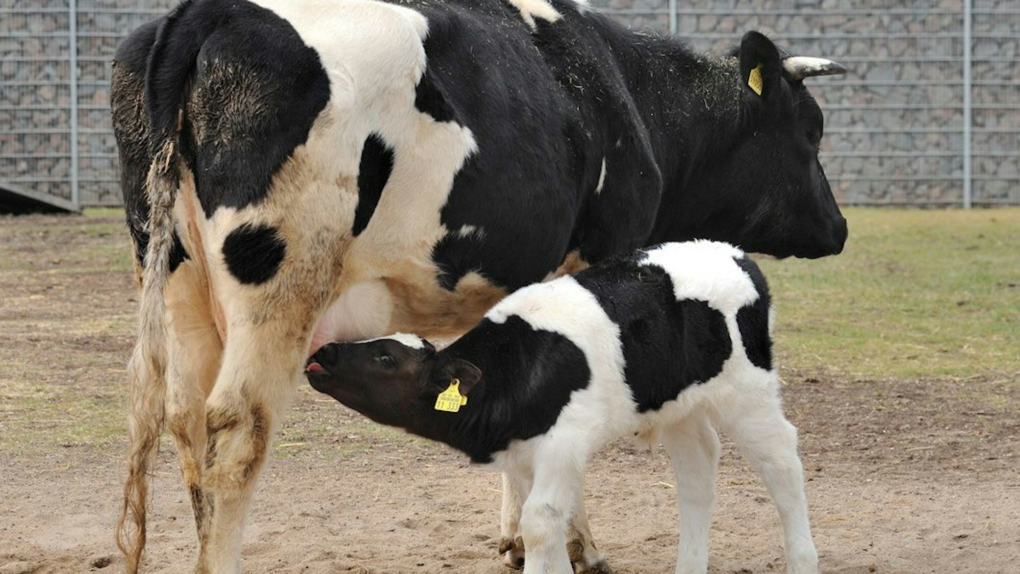 Kunibert kam schon Ende Oktober vergangenen Jahres zur Welt.