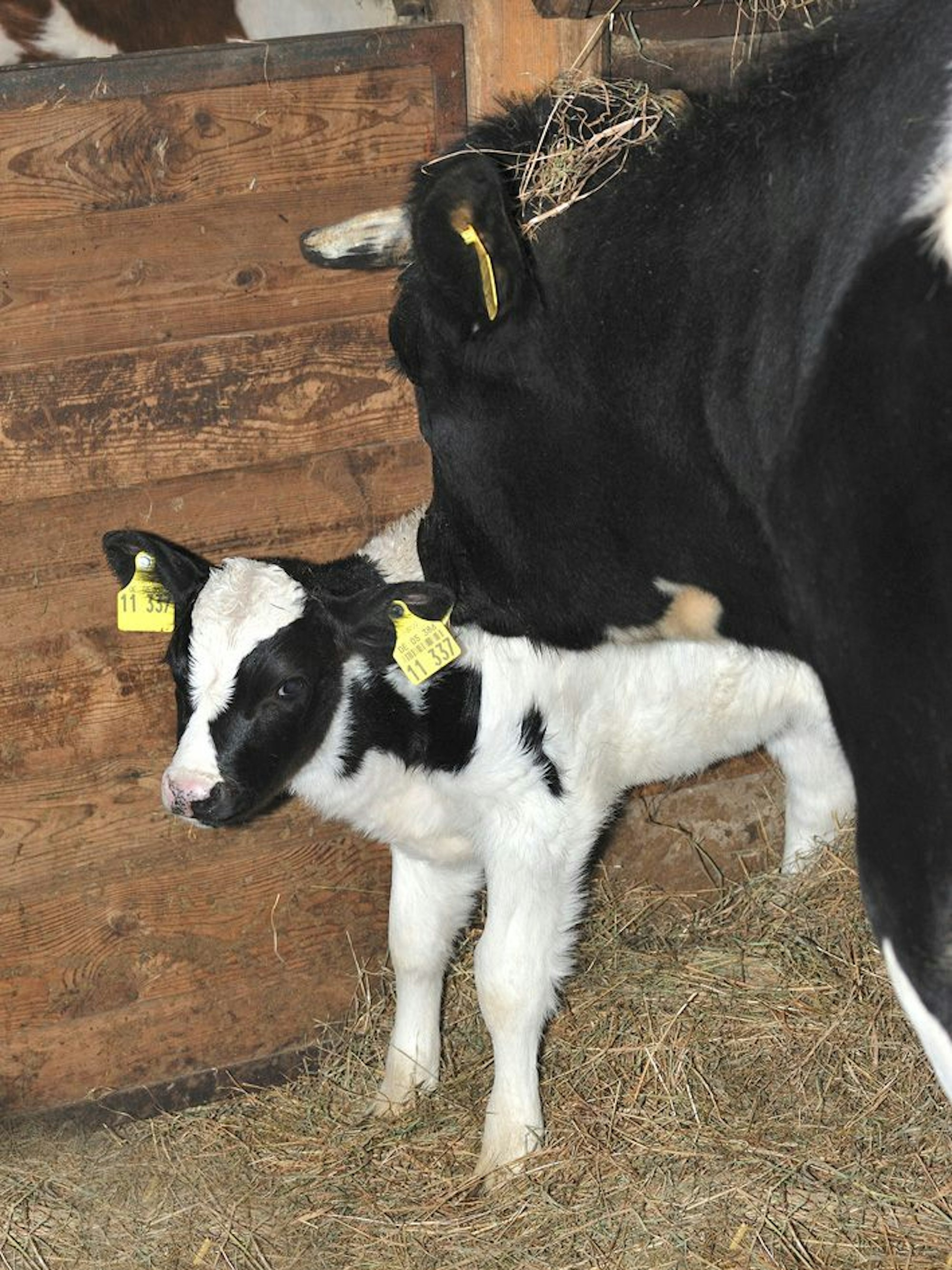 Das Kälbchen, das in der vergangen Woche zur Welt kam, ist noch namenlos.