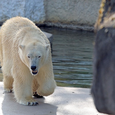 Eisbären, hier im Zoo von Karlsruhe, sind vom Aussterben bedroht.