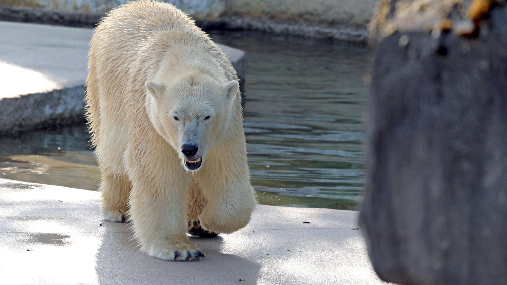 Eisbären, hier im Zoo von Karlsruhe, sind vom Aussterben bedroht.