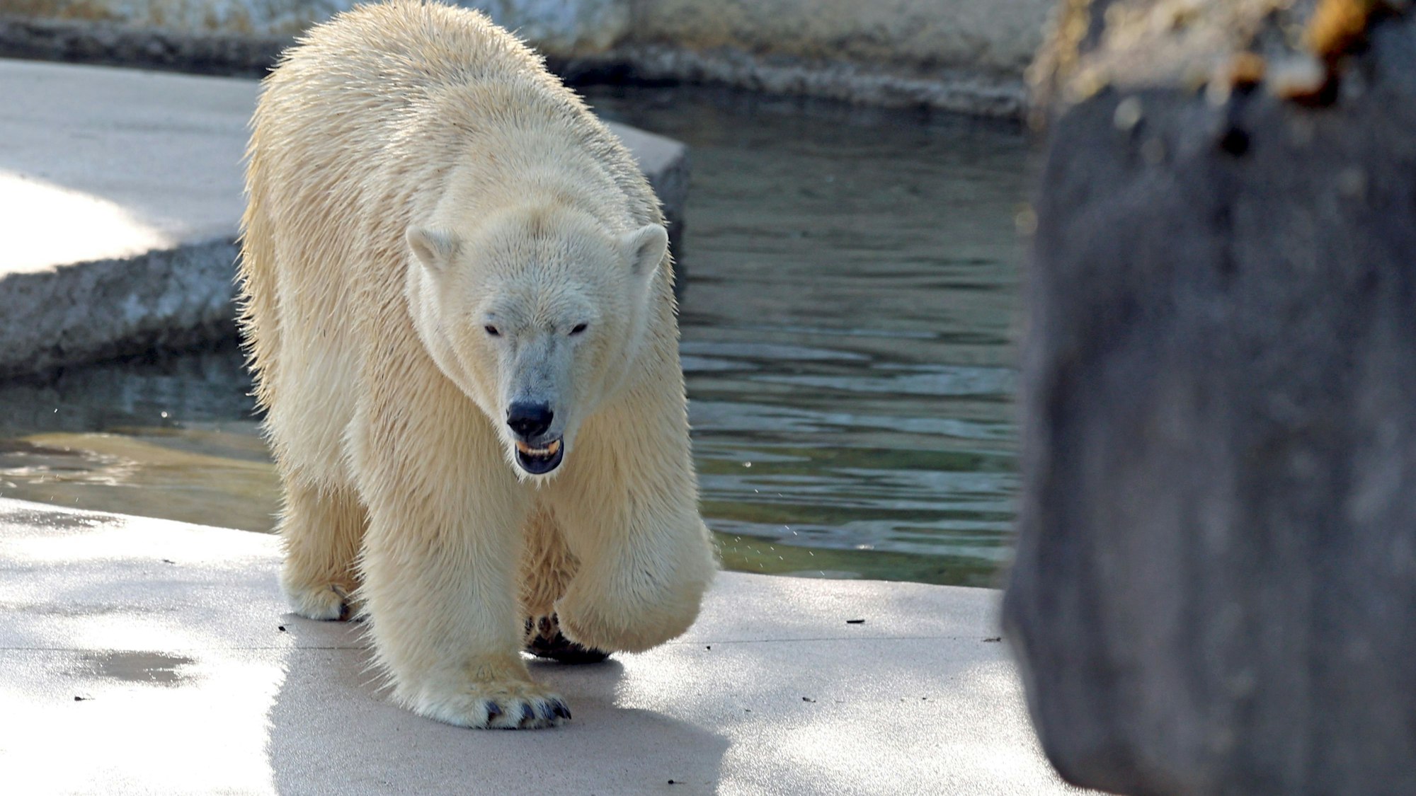 Eisbären, hier im Zoo von Karlsruhe, sind vom Aussterben bedroht.