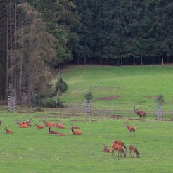 Ein Rudel Rotwild steht auf einer Wiese, im Hintergrund ist ein Wald zu sehen.