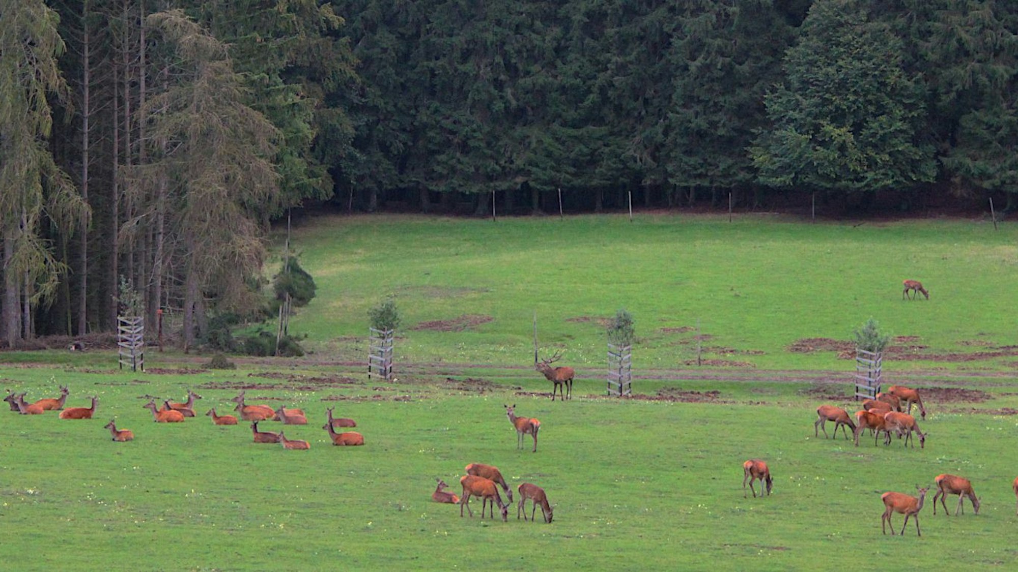 Ein Rudel Rotwild steht auf einer Wiese, im Hintergrund ist ein Wald zu sehen.