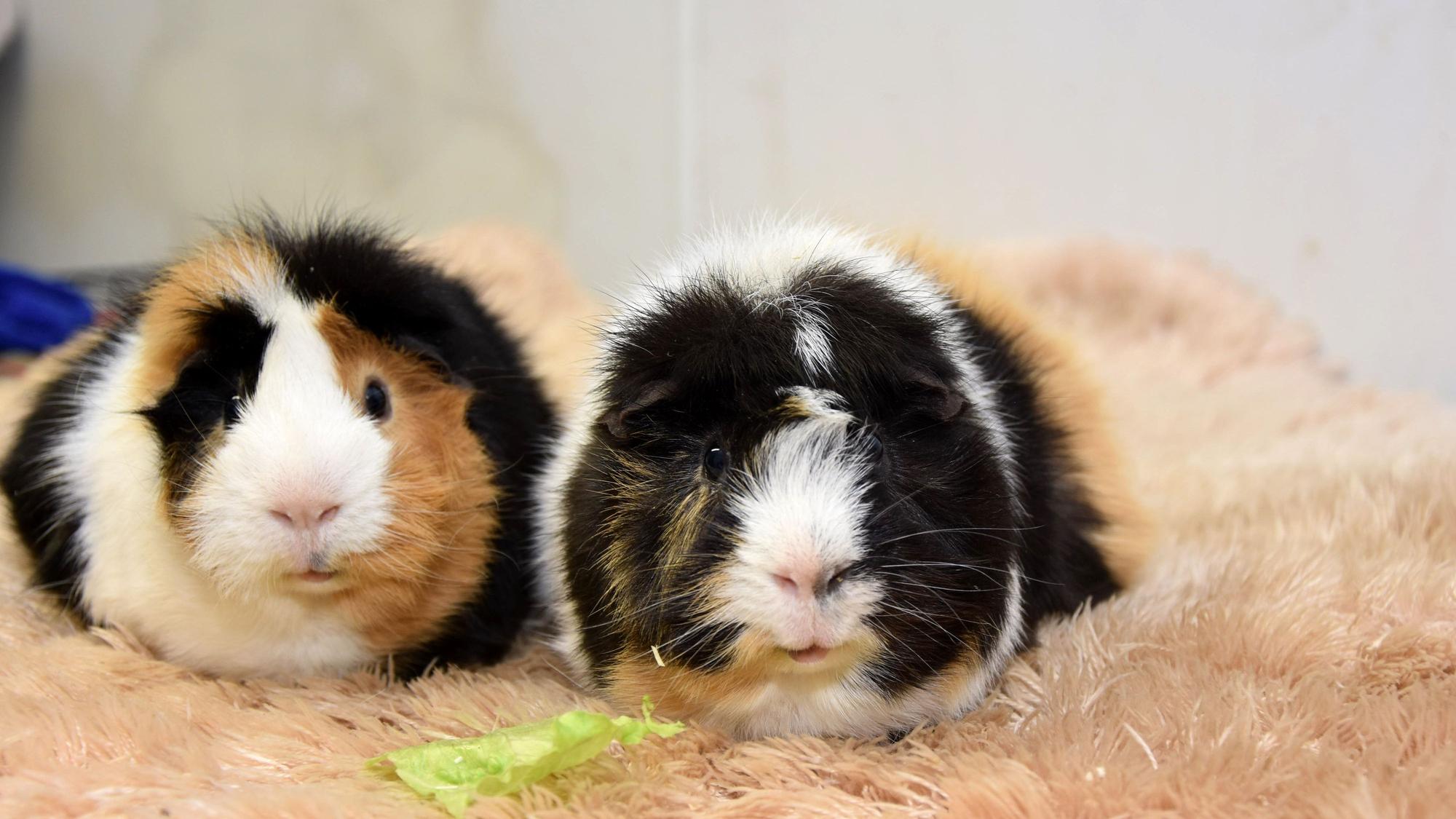Auf dem Bild sind zwei Meerschweinchen auf einem Fellteppich zu sehen.