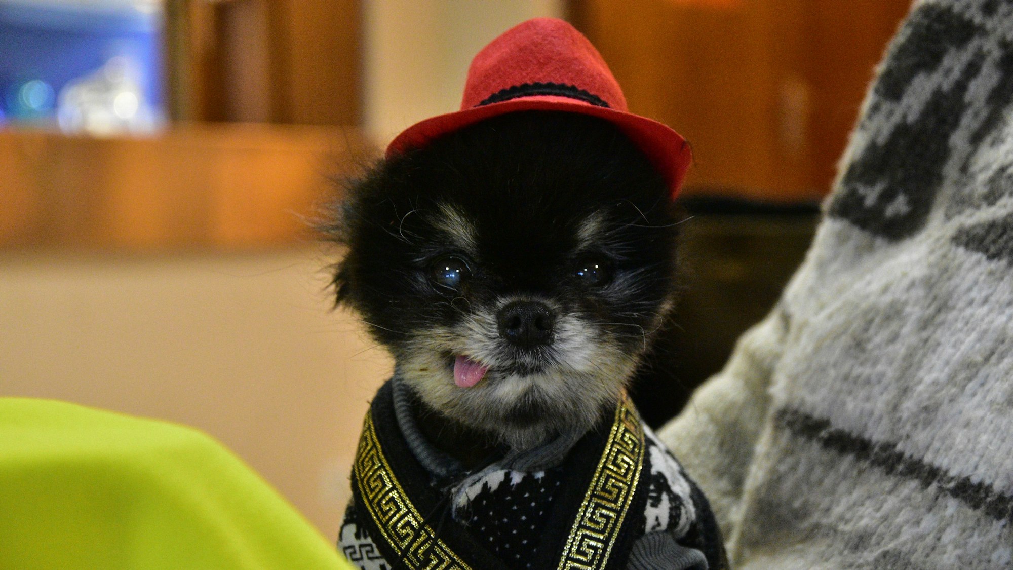 Ein kleiner, schwarzer Hund schaut in die Kamera mit herausgestreckter Zunge, er trägt einen kleinen roten Hut.