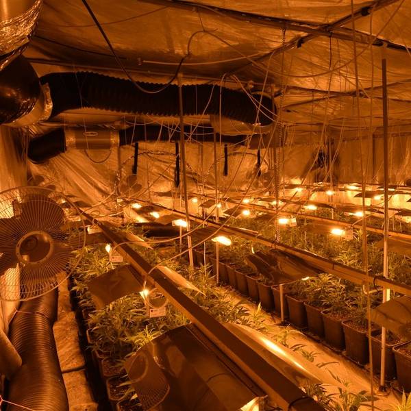 Die Cannabisplantage.