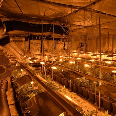 Die Cannabisplantage.