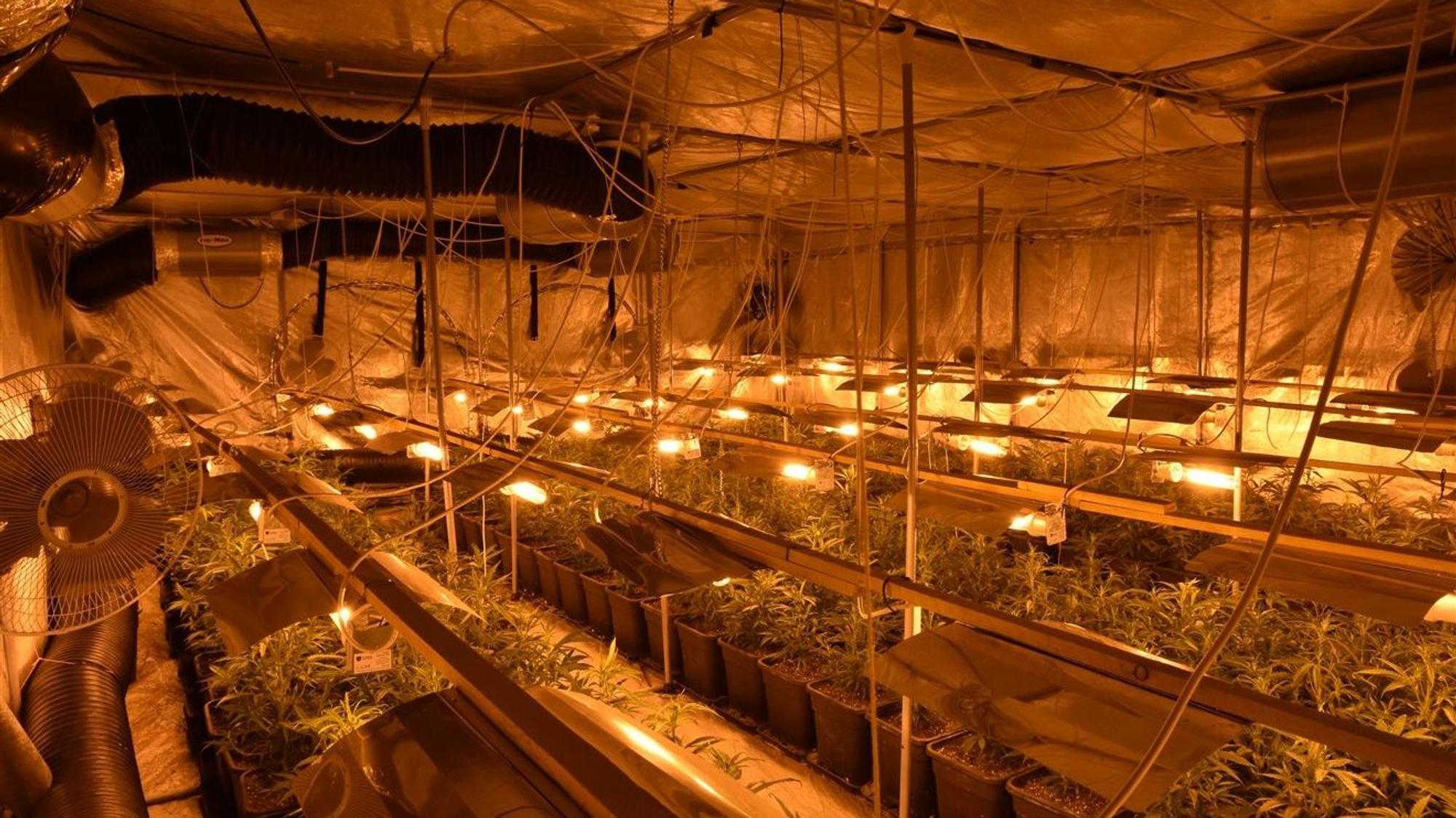 Die Cannabisplantage.