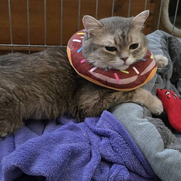 Die Katze Milky trägt nach ihrer ersten Operation einen Kragen. Sie befindet sich in einem Käfig.