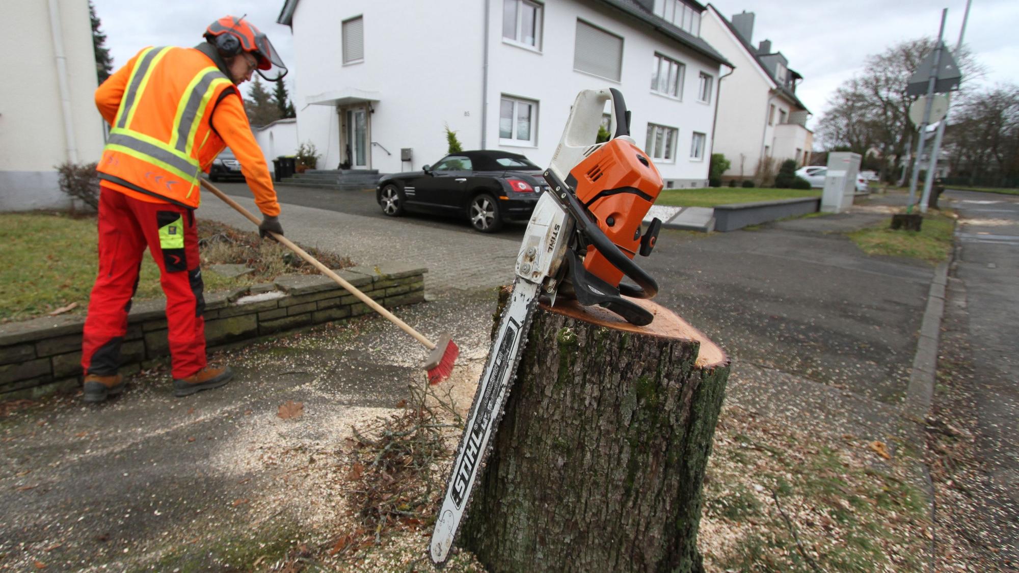 Für die Sanierung der Aggerstraße in Siegburg-Brückberg werden 45 Straßenbäume gefällt