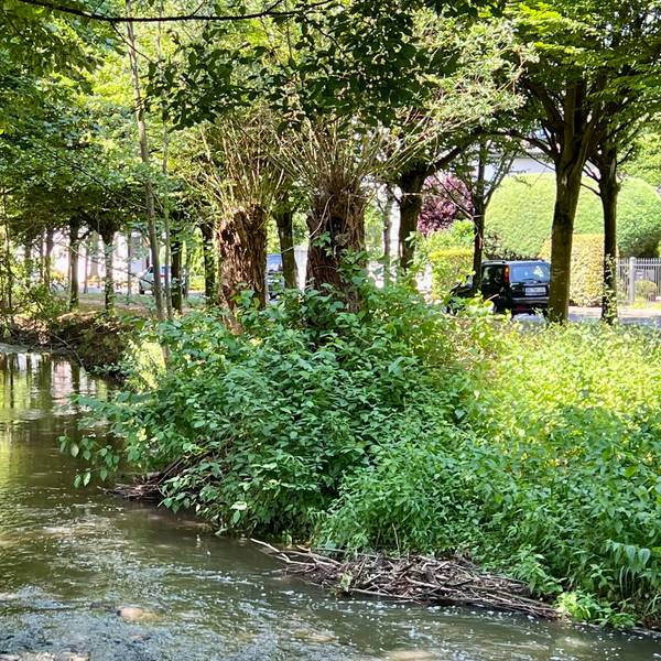Die Wiembachallee in Opladen