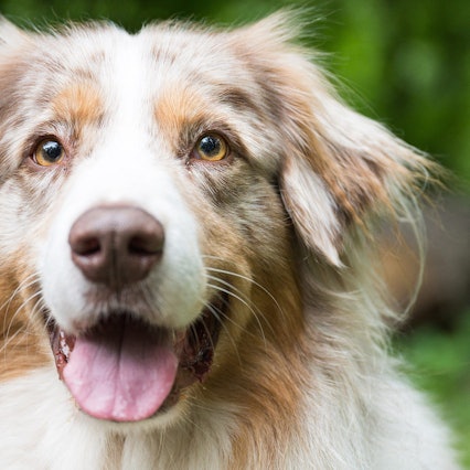 Shepherd Toni blickt in die Kamera.