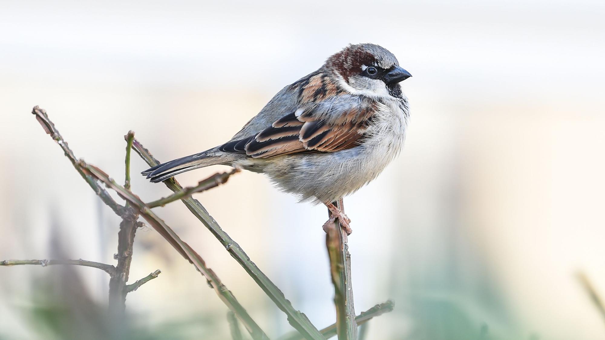 Ein Haussperling, auch Spatz genannt, sitzt auf einem Halm.
