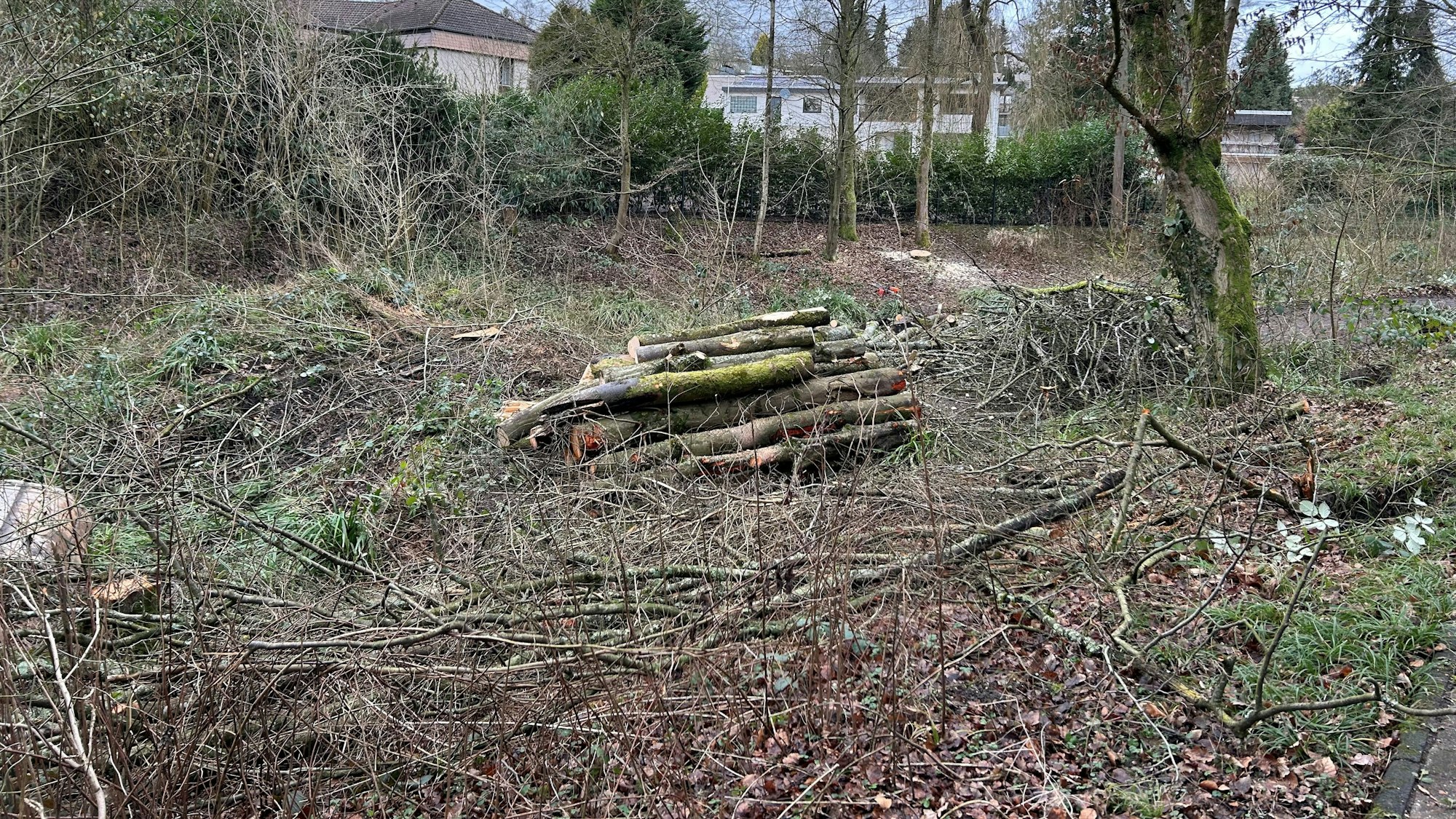Am Leimbach am Fußweg an der Paul-Klee-Straße werden massiv Bäume gefällt.