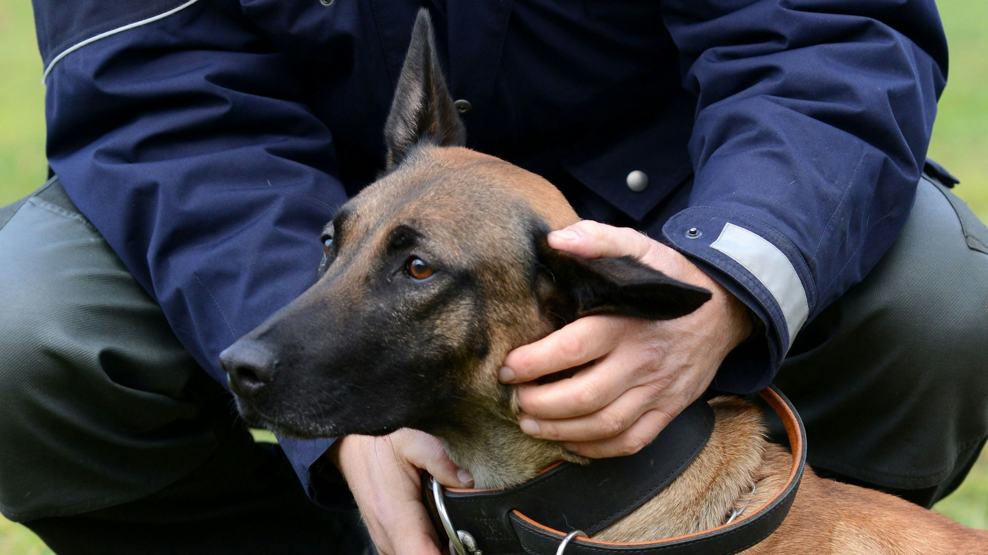 Eine Polizeihündin wird von ihrem Hundeführer auf einer Wiese gelobt