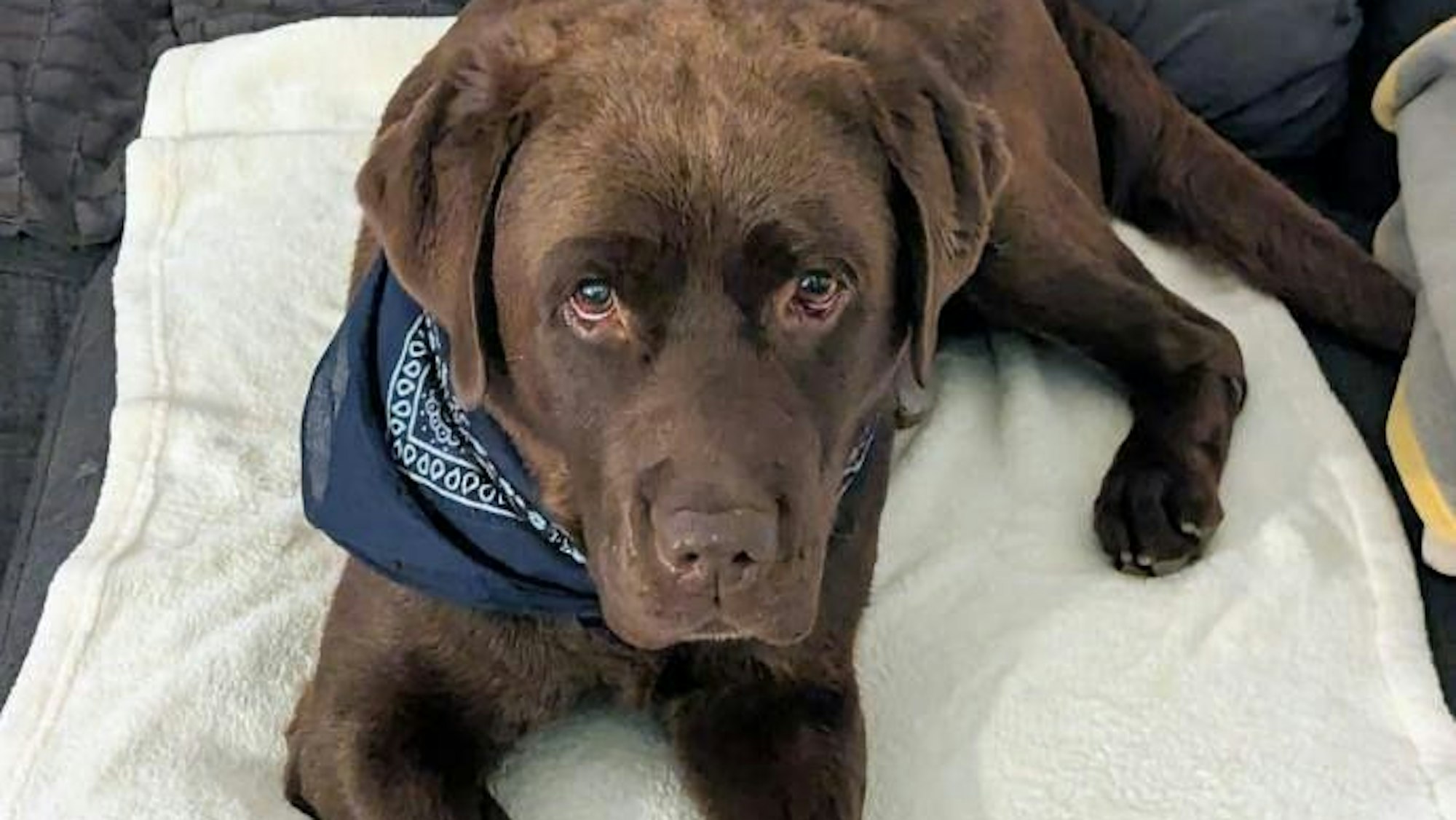 Hund Bruno hat nach schlimmen Erlebnissen in der Bettelmafia ein neues Zuhause gefunden. Das Tierheim Köln-Zollstock berichtet von seiner Rettung und Vermittlung an liebevolle Besitzer.