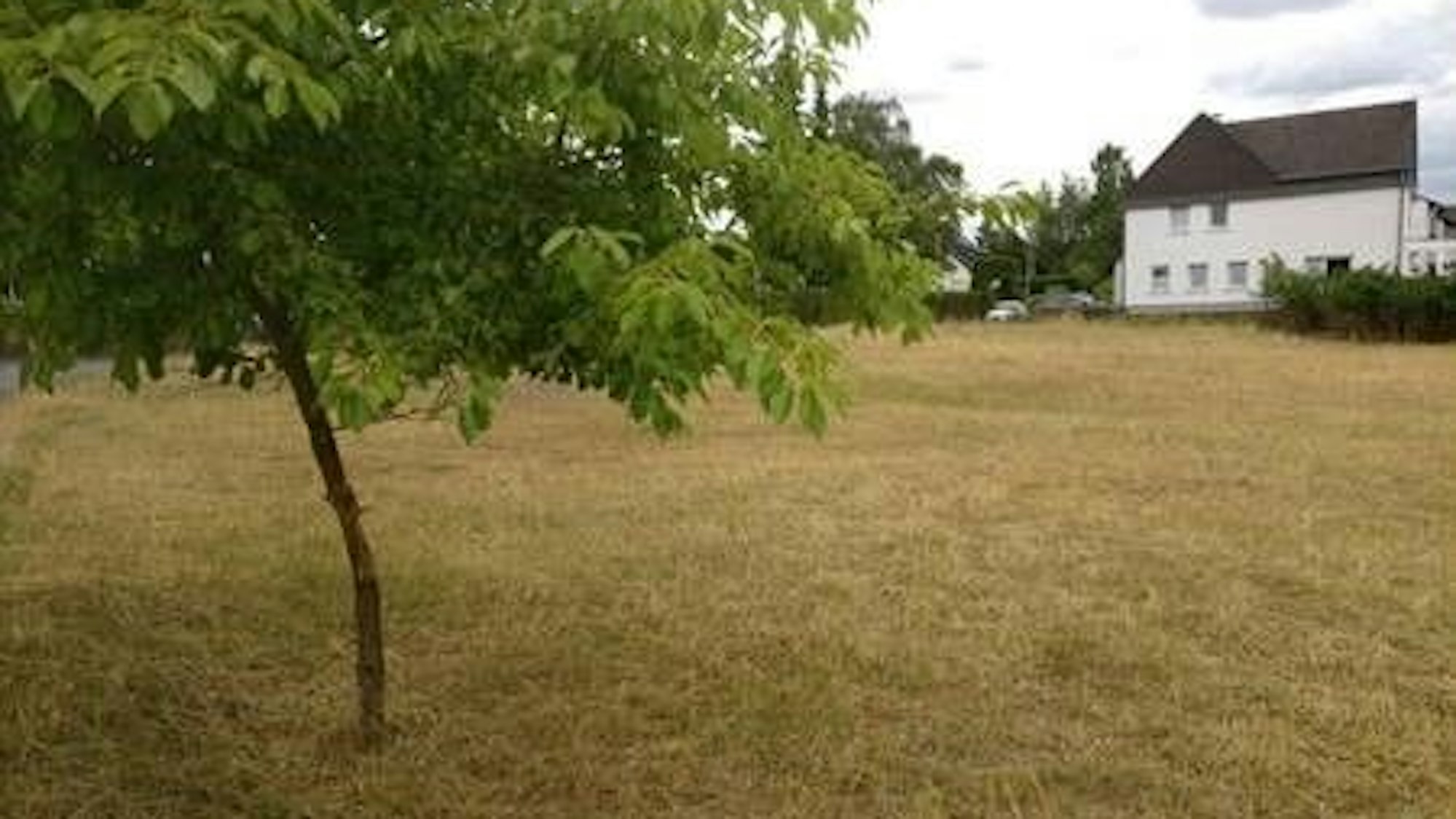 Eine Wiese, darauf ein Baum, im Hintergrund ein Haus.