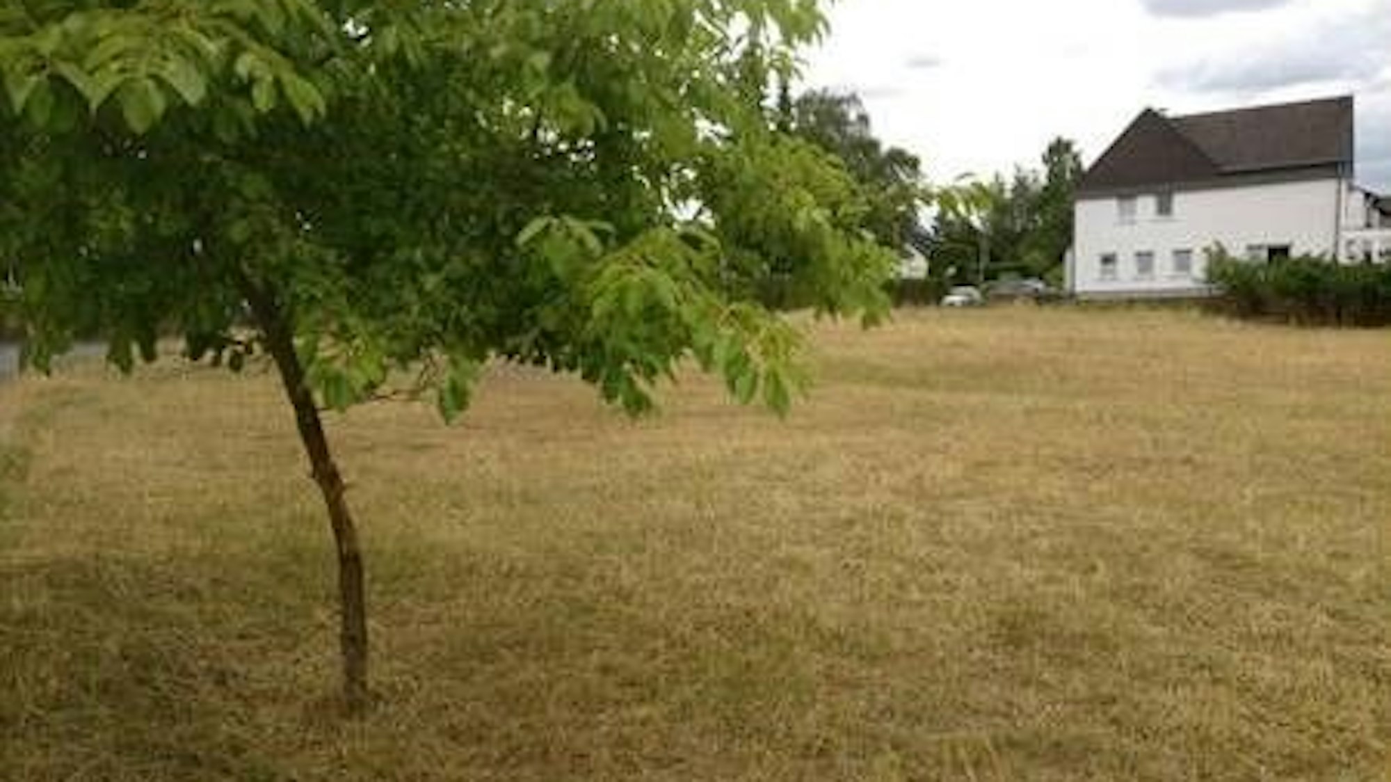 Eine Wiese, darauf ein Baum, im Hintergrund ein Haus.