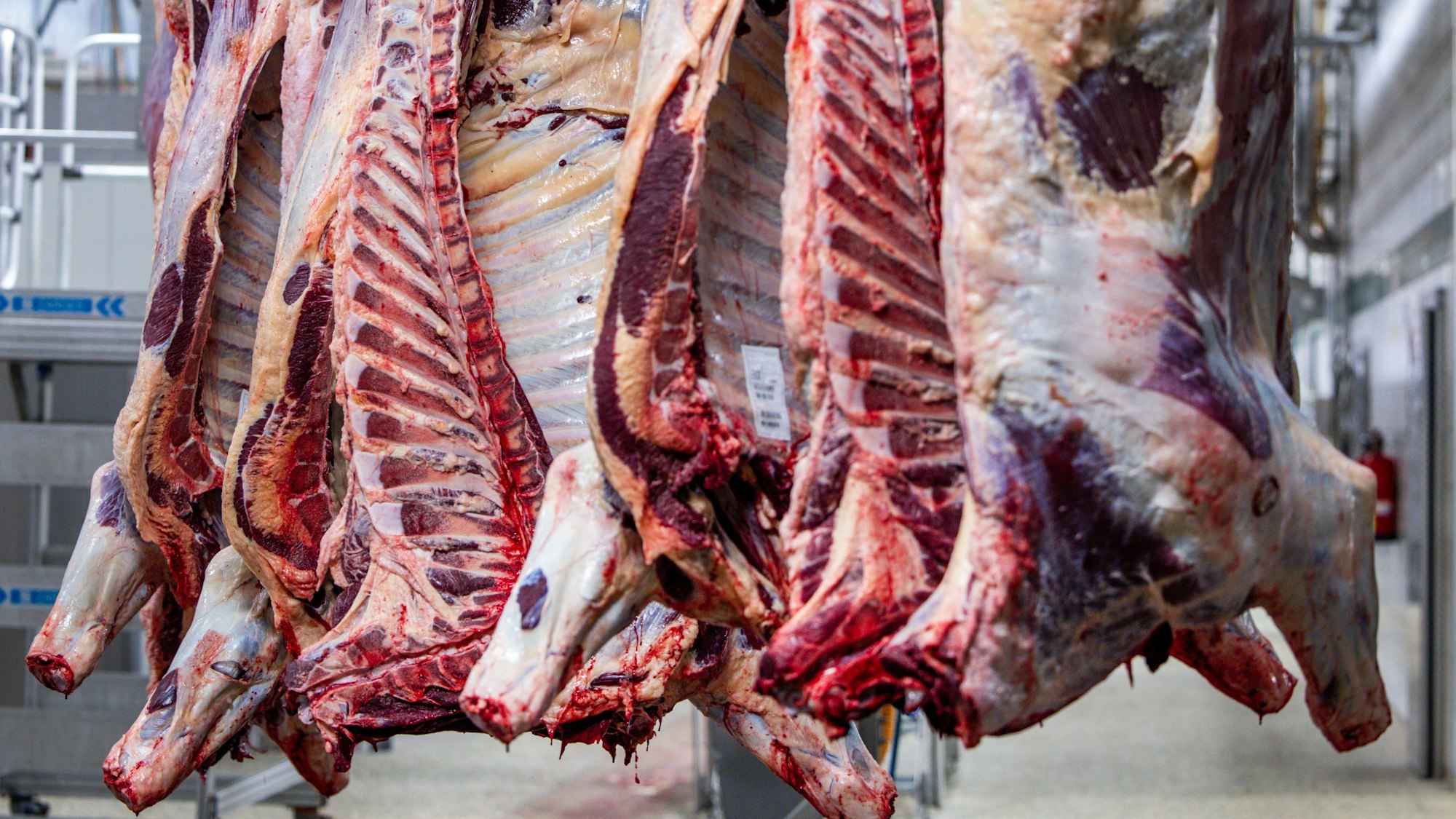 Mitarbeiter zerlegen in einem Schlachtbetrieb Rinderhälften.