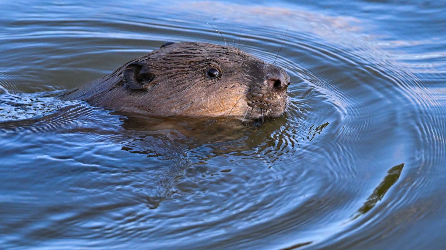 Ein Biber im Wasser. In Köln-Zündorf bisher noch nicht gesichtet.