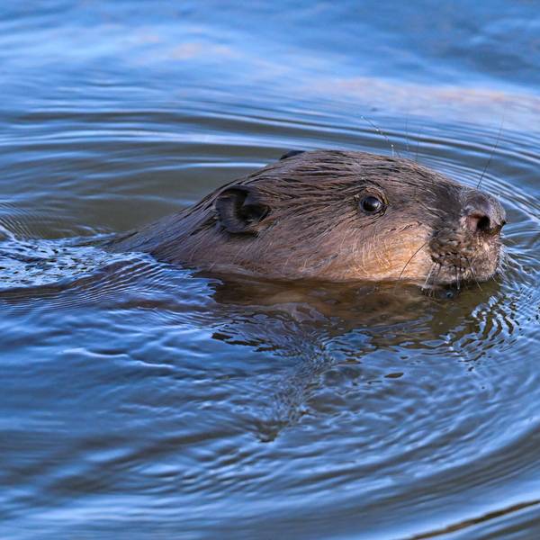 Ein Biber im Wasser. In Köln-Zündorf bisher noch nicht gesichtet.