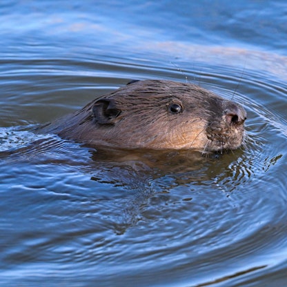 Ein Biber im Wasser. In Köln-Zündorf bisher noch nicht gesichtet.
