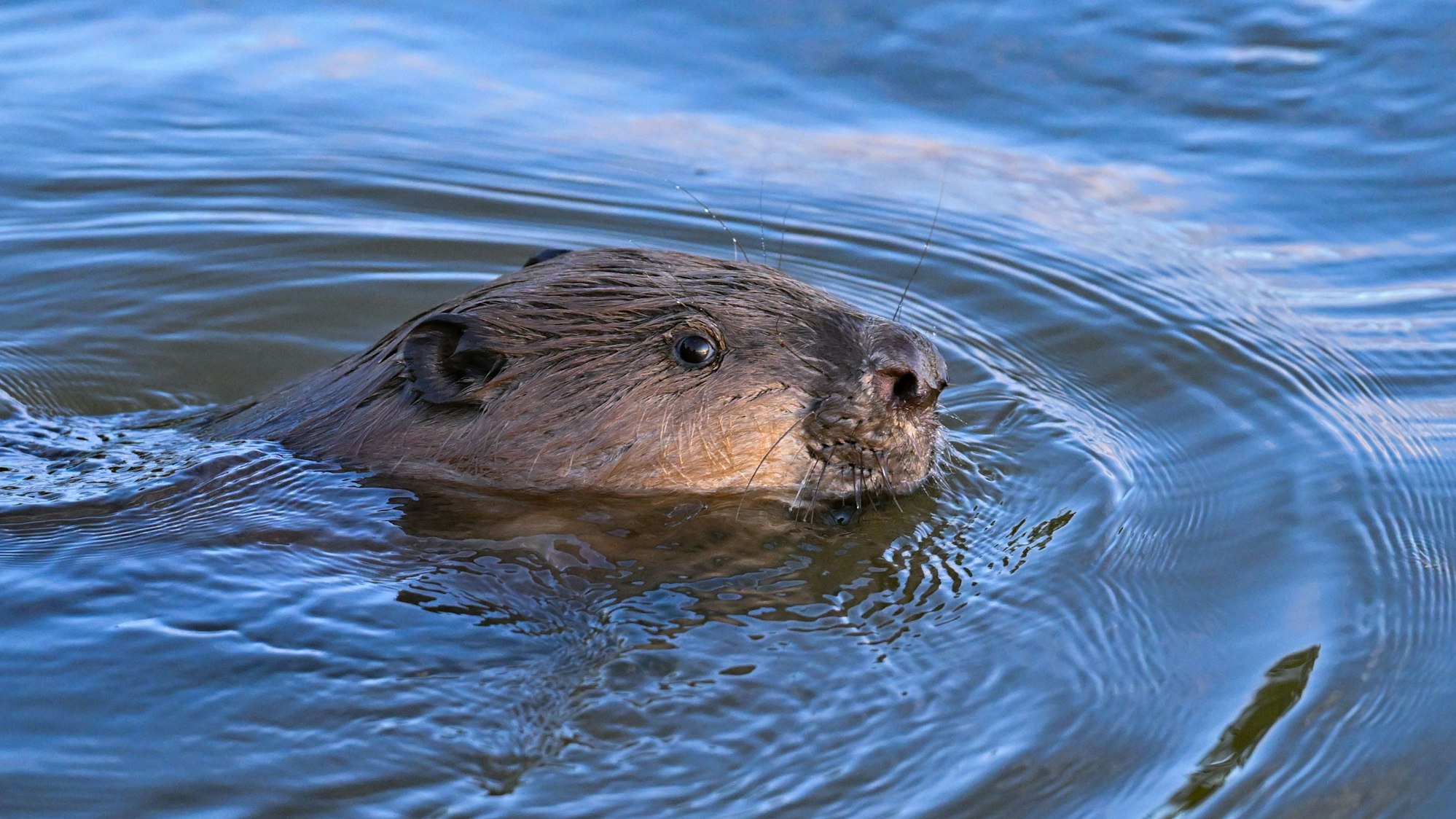 Ein Biber im Wasser. In Köln-Zündorf bisher noch nicht gesichtet.