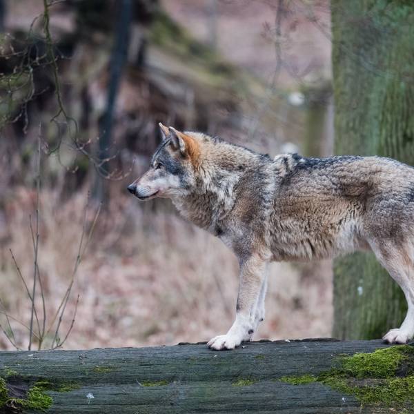 Ein Europäischer Wolf steht in einem Gehege in einem Wisentgehege auf einem Baumstamm.