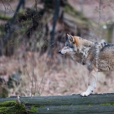 Ein Europäischer Wolf steht in einem Gehege in einem Wisentgehege auf einem Baumstamm.