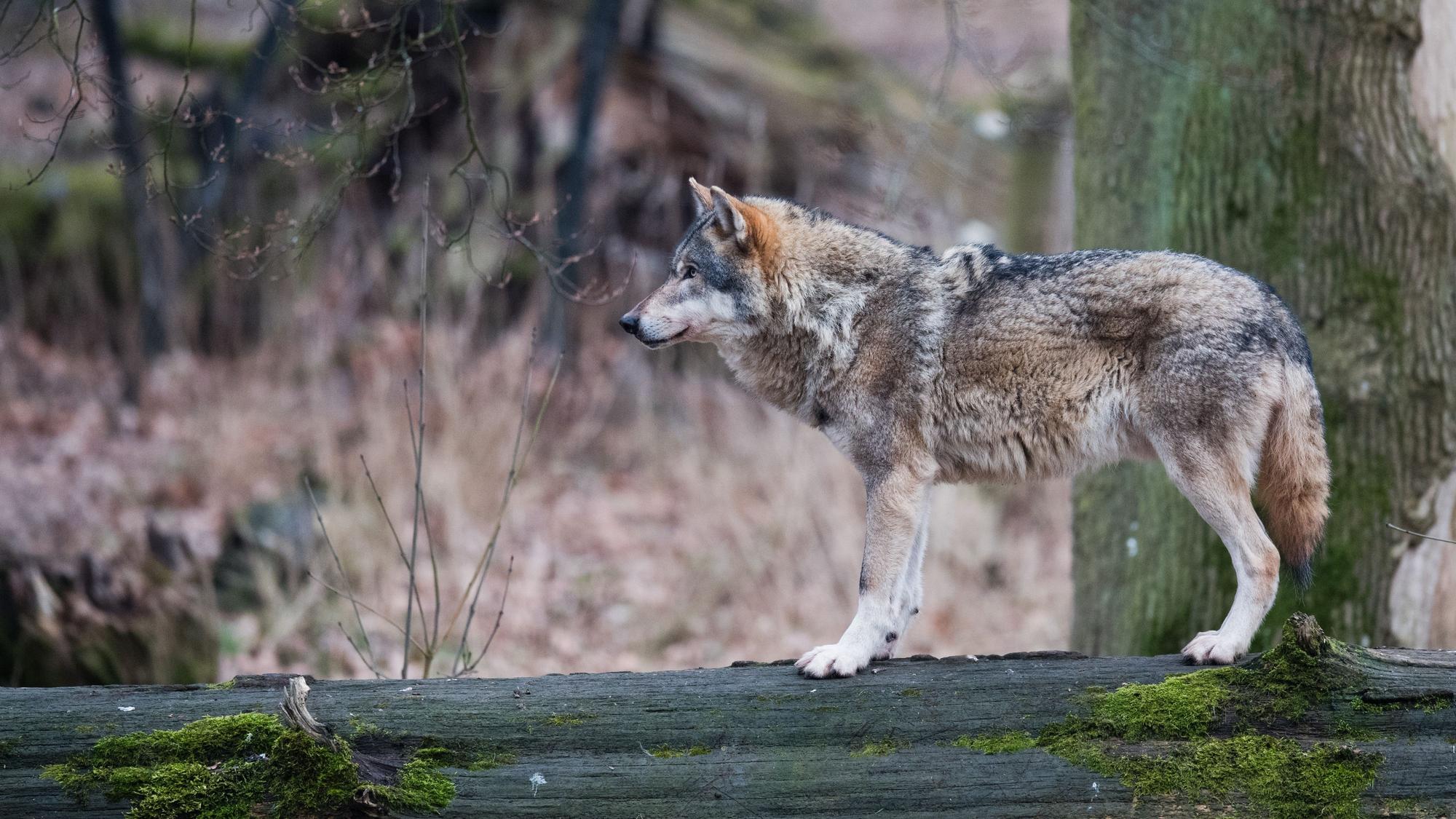 Ein Europäischer Wolf steht in einem Gehege in einem Wisentgehege auf einem Baumstamm.