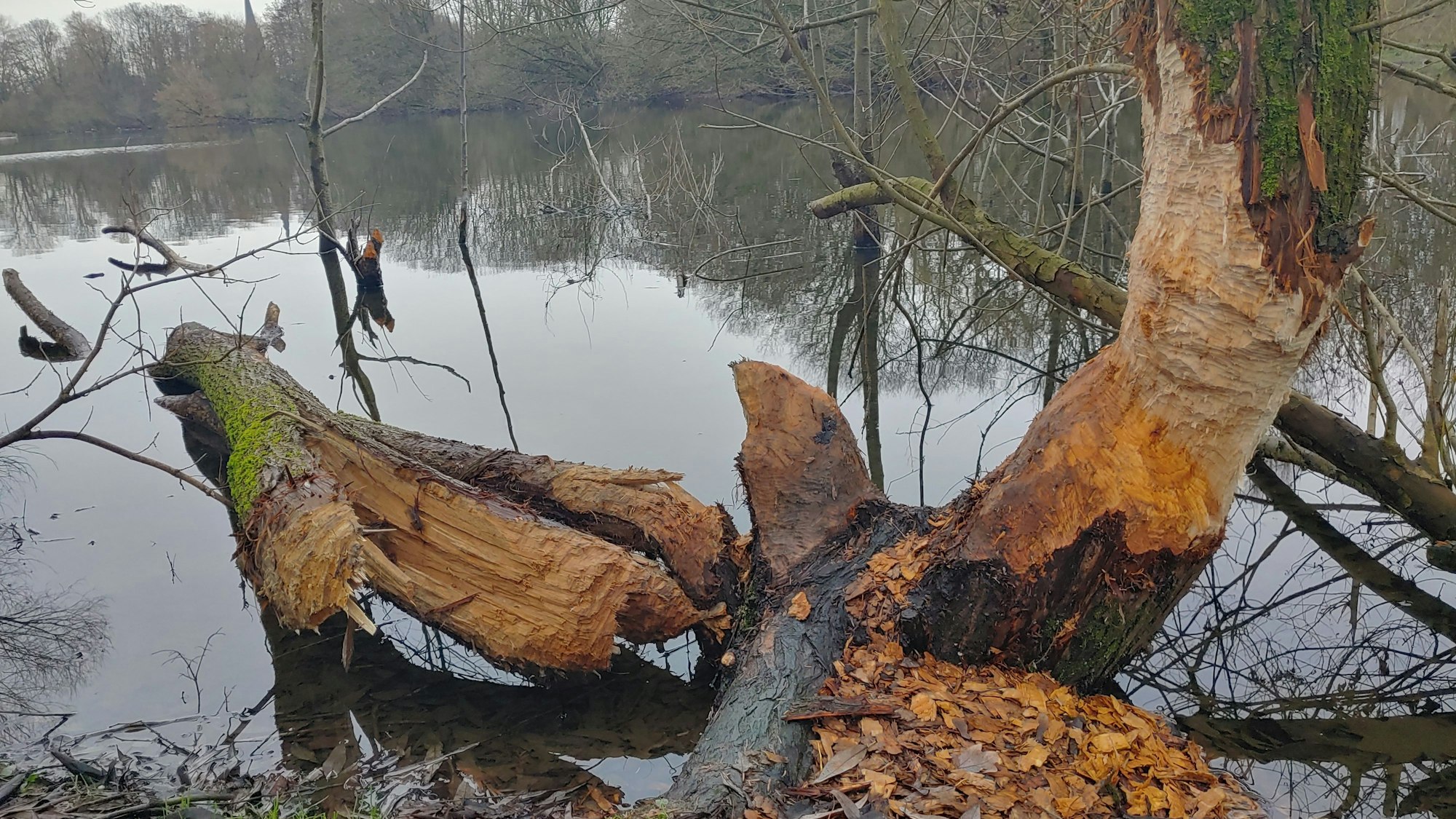 Über diesen Baum in Köln-Zündorf soll sich ein Bieber hergemacht haben.