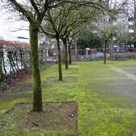 Ahornbäumen stehen auf dem Deutschen Platz in Bergisch Gladbach.