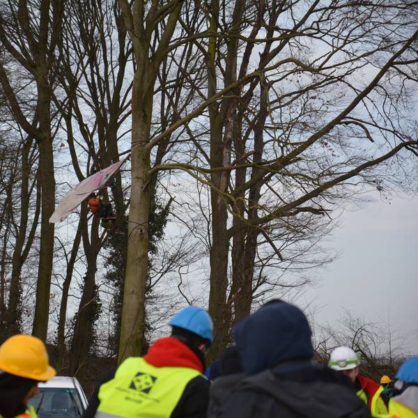 Zu sehen ist ein Aktivist, der Rodungen verhindern will, auf einem Baum.