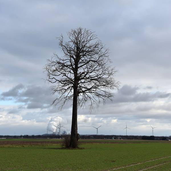 Ein Baum steht auf einer Wiese.