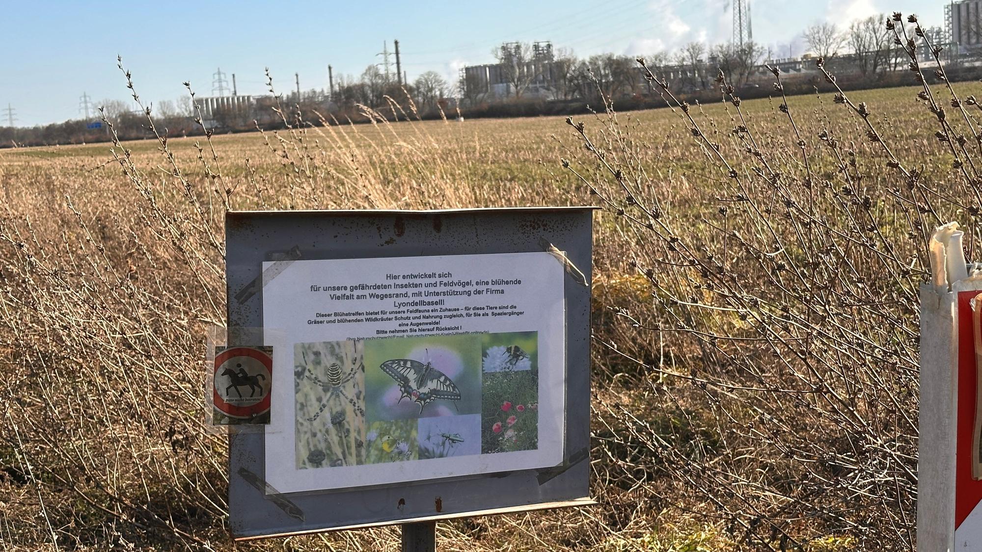 Vor fast sechs Jahren wurde der 1600 Quadratmeter großer naturnaher Wegsaum angelegt und mit regionalen Wildkräutern eingesät.