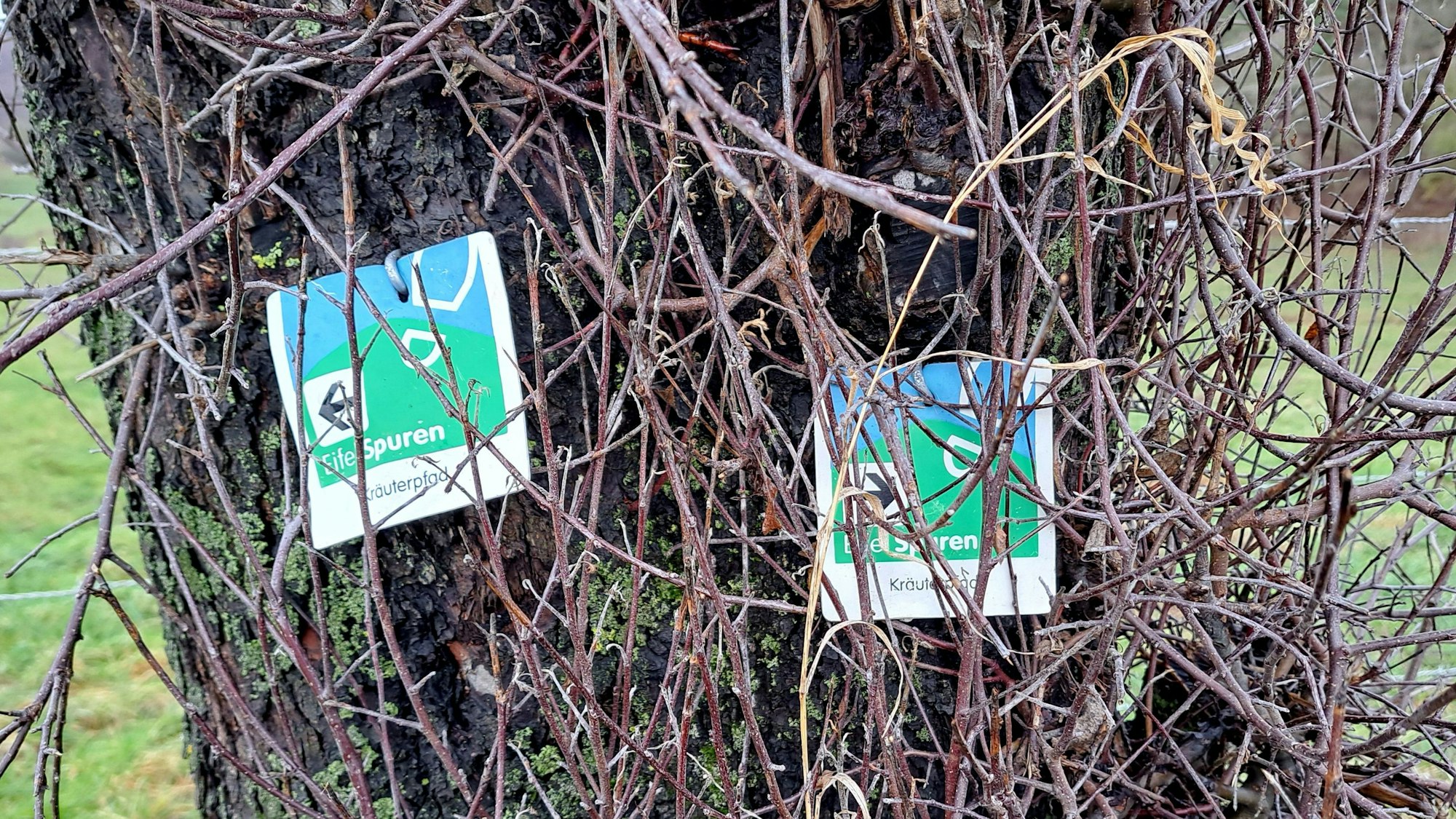 Eifelschleifen und Eifelspuren im Kreis Euskirchen: Zugewachsene Markierungstafeln des Kräuterpfads zwischen Nettersheim und Bad Münstereifel.