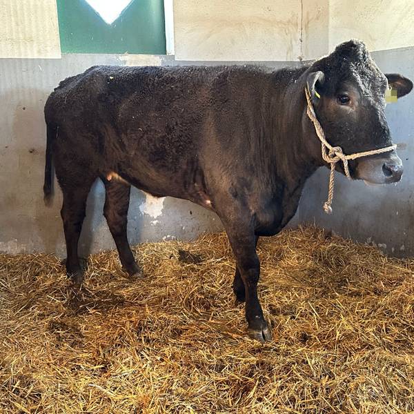 Kuh Hilde auf Zwischenstation bei der Tara Tierhilfe in Lohmar