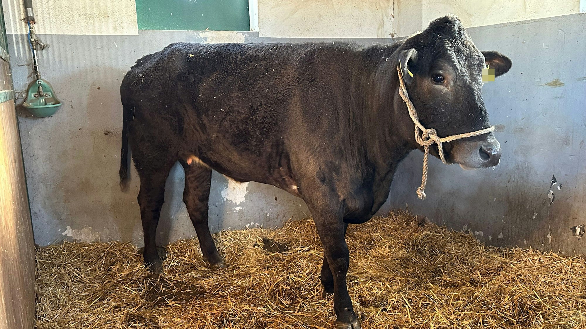 Kuh Hilde auf Zwischenstation bei der Tara Tierhilfe in Lohmar