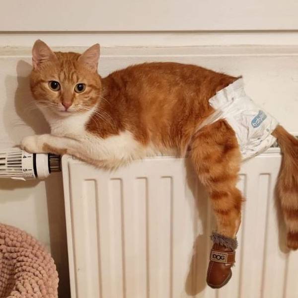 Eine rot-weiße Katze liegt auf einer Heizung. Sie hat eine Windel an.