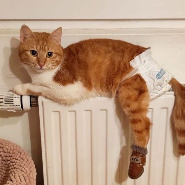 Eine rot-weiße Katze liegt auf einer Heizung. Sie hat eine Windel an.