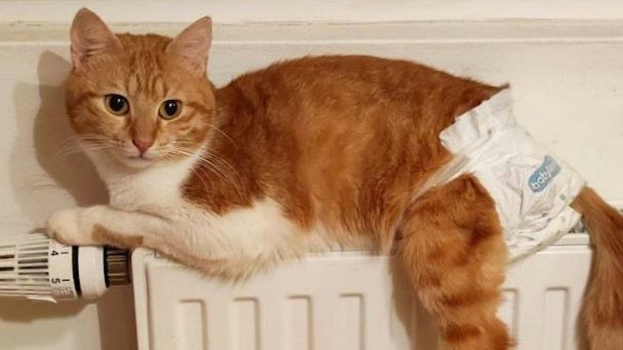 Eine rot-weiße Katze liegt auf einer Heizung. Sie hat eine Windel an.