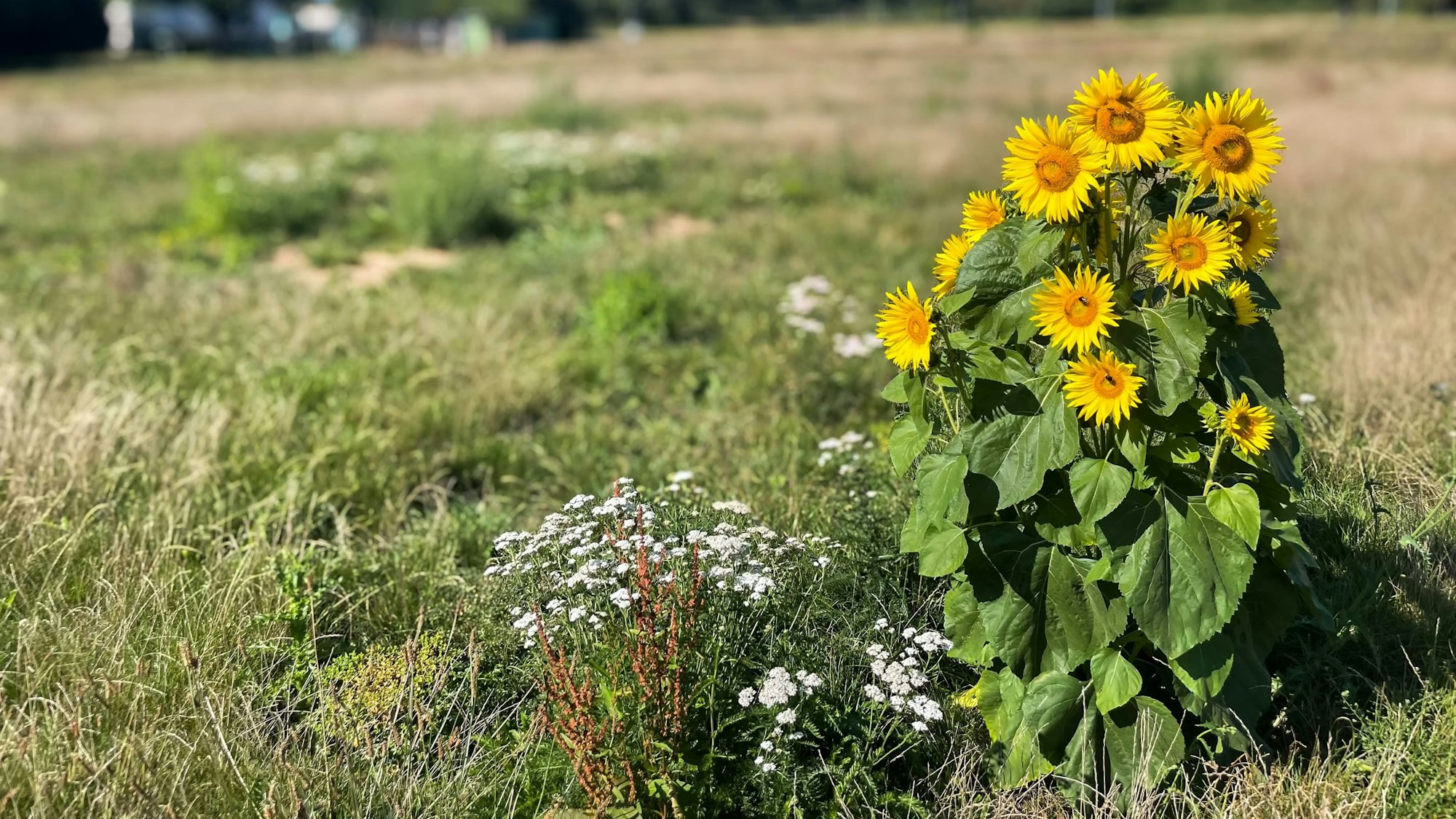 Das Bild zeigt zahlreiche Sonnenblumen auf einer vermeintlichen Wiese. Die ist aber eigentlich der Rasenplatz im Auel.