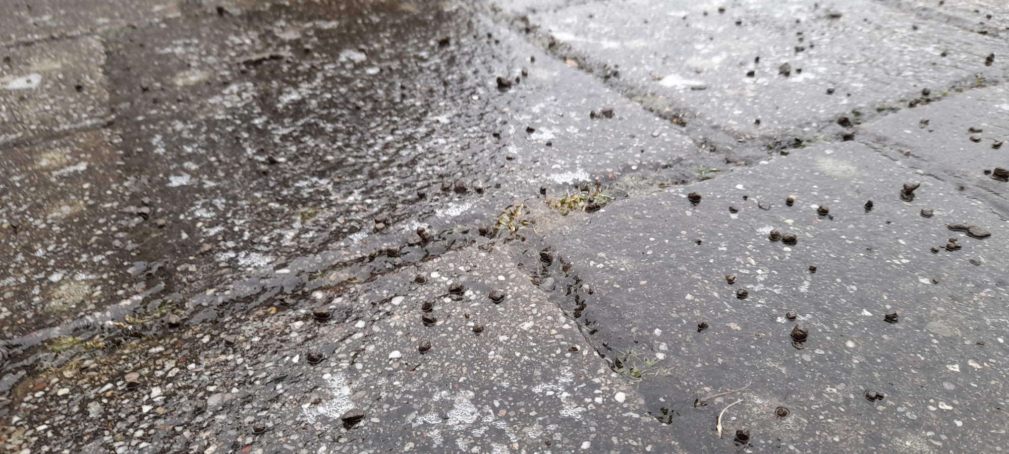 Splitt liegt auf einer mit einer Eisschicht überzogenen Pflasterfläche in Overath-Heiligenhaus