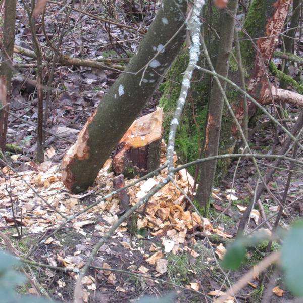 Ein abgenagter Baum.